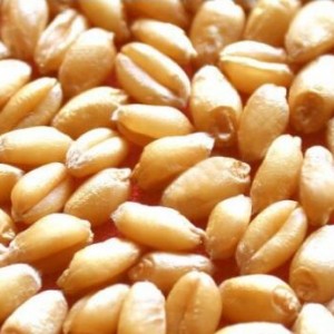 養(yǎng)殖求購：玉米、高粱、小麥、大豆