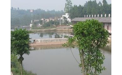 廣州魚苗增殖培訓(xùn)服務(wù)，日億魚苗場(chǎng)