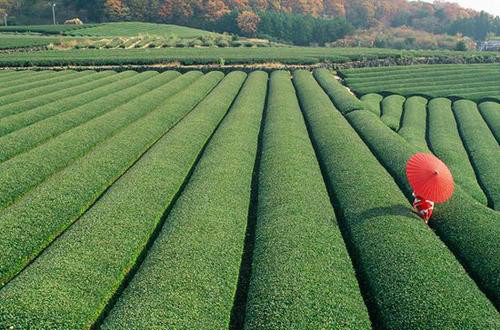 春倫茶業(yè)愿打造民族品牌 讓世界了解中國(guó)茶