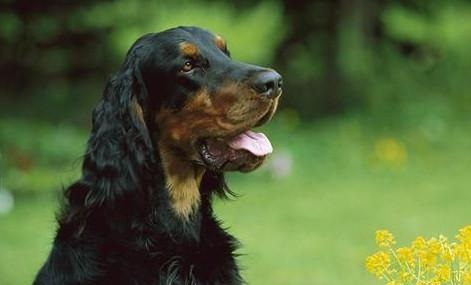 戈登雪達犬為何經(jīng)常“搞破壞”？戈登雪達犬為何經(jīng)?！案闫茐摹保? width=
