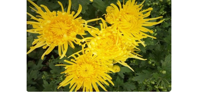 “中國菊花之鄉(xiāng)”，安陽市林州市茶店鎮(zhèn)太行菊花